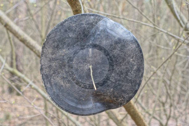 istock one black crumpled old round vinyl record hanging on a tree branch 2154027225