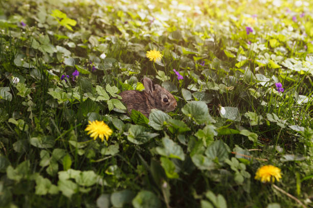 A baby cottontail rabbit in a garden. Shot with a 5D Mark IV.