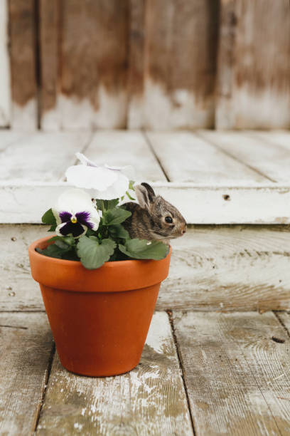 Baby cottontail rabbit in a clay flower pot.. Shot with a 5D Mark IV.