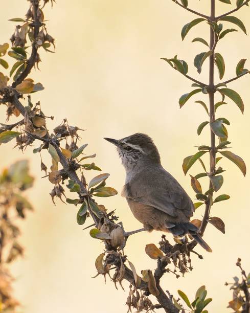 istock An adult Plain-mantled Tit Spinetail feeds among tree leaves 2154028600