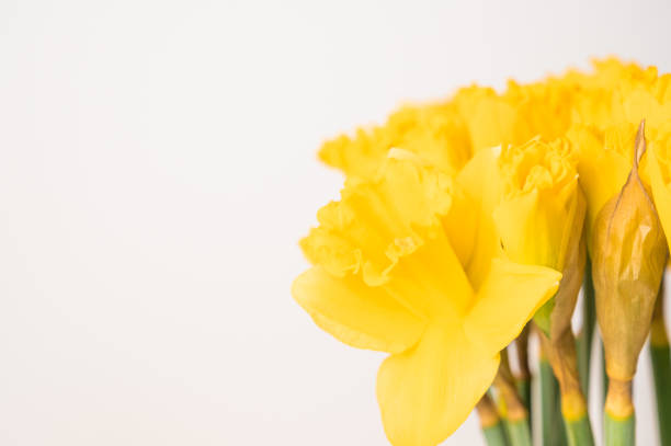 Daffodils on Green Background