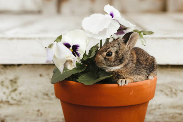 Baby cottontail rabbit in a clay flower pot.. Shot with a 5D Mark IV.