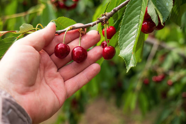 istock A gardener watches for red  ripe cherry. 2154031149