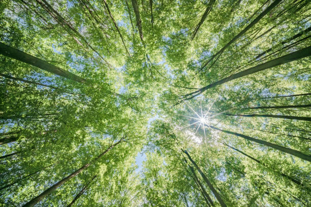 istock Springtime forest with setting sun shining through leaves and branches. Nature, forestry, habitat, environment and sustainability concepts 2154031482