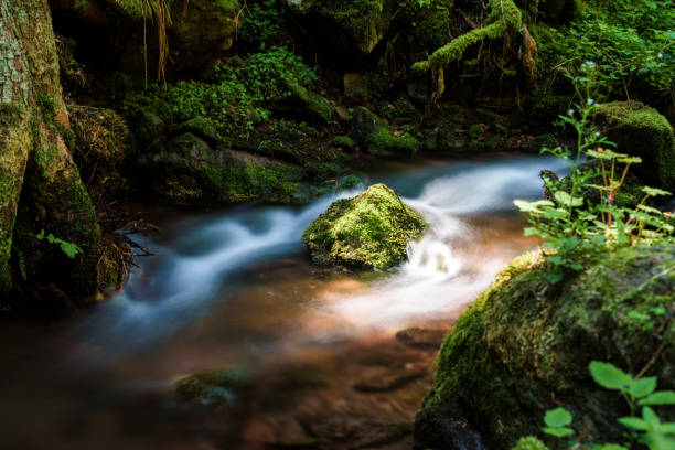 Small creek flowing between moss covered rocks through the forest. Vorarlberg, Riezlern