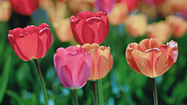 istock 