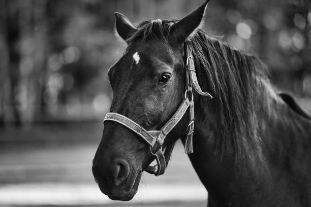 istock portrait of a horse 2154033166