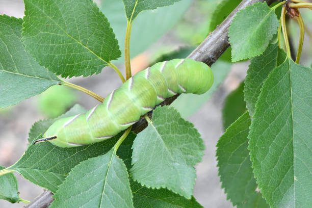 Green caterpillar Privet hawk moth (Sphinx ligustri) or moth butterfly (Sphingidae). Side view.  Caterpillar close-up in foliage