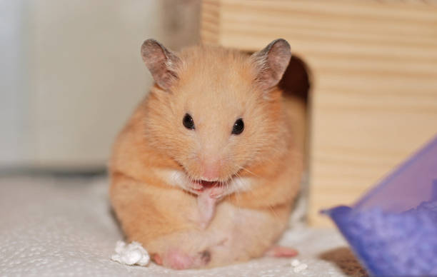 Golden hamster is cleaning his feet
