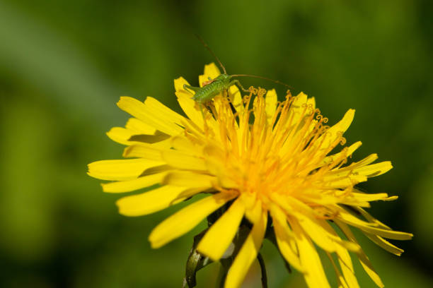 Grasshopper baby. Young grasshopper on a flowering dandelion. One open dandelion (Taraxacum) with 1 baby green grasshopper.