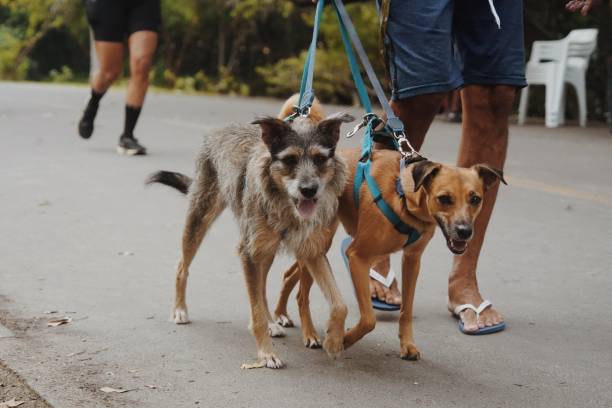 istock group of dogs walking 2154044198