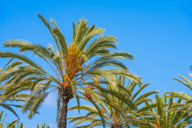 istock A group of Phoenix date palm trees with clear blue sky 2154044249
