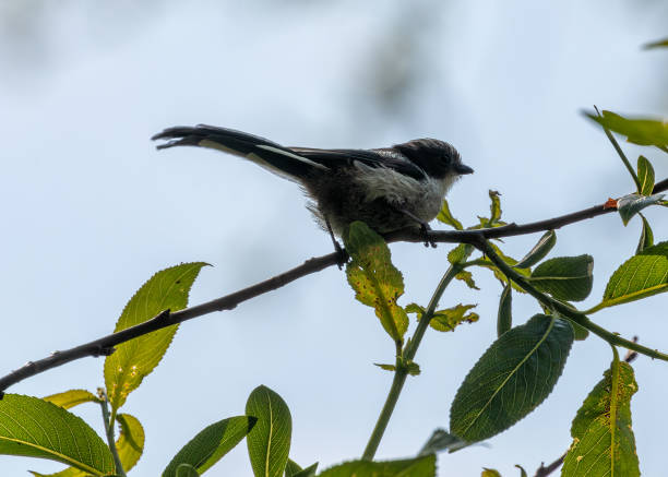 istock Long-tailed Tit (Aegithalos caudatus) - Commonly Found in Europe and Asia 2154046858