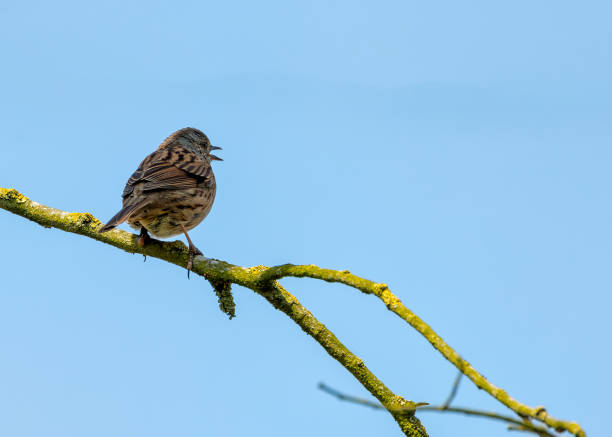 istock Dunnock (Prunella modularis) - Commonly Found in Europe and Asia 2154046868