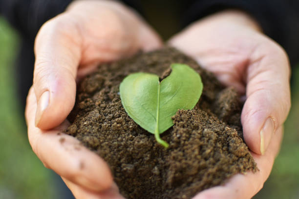 heart shaped leaves in my hands