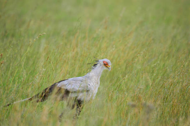 A secretary birds on the plain, with beautiful African savannah landscape in Serengeti National Park – Tanzania