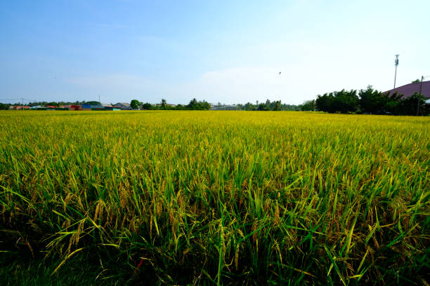 Selective focus picture of paddy  plant at paddy field with rice waiting to be harvest