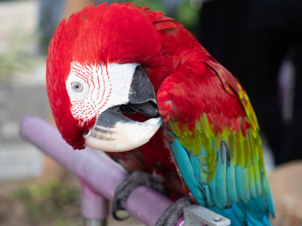 istock Beautiful macaw parrot in the park. Close up. 2154050553