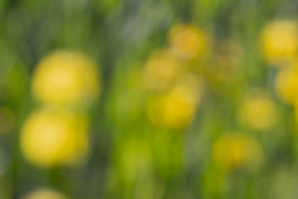 Blurred yellow flowers in a field.