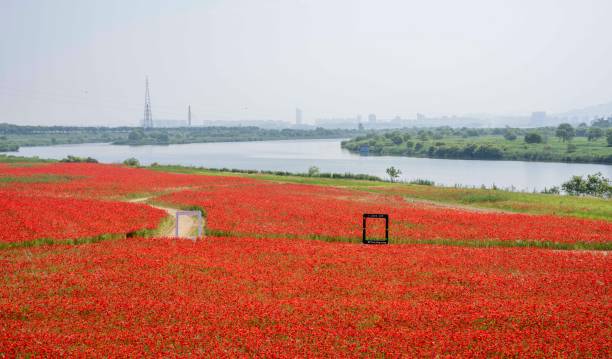 Red Poppy Flower Field (May 21, 2024, Red Poppy Flower Field on the Bone of Naju Yeongsan River, Naju -si, Jeollanam -do, Korea)