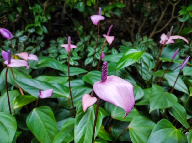 Anthurium andraeanum or Flamingo Lily blooming in the garden.