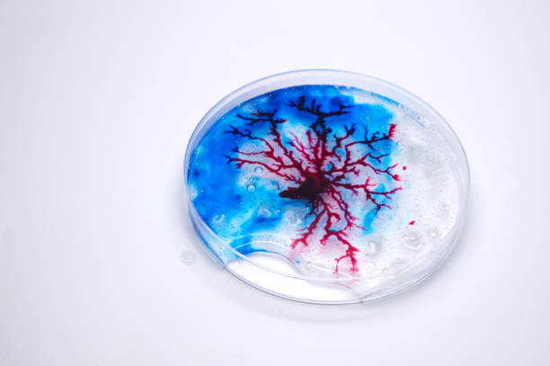 Petridish on white background