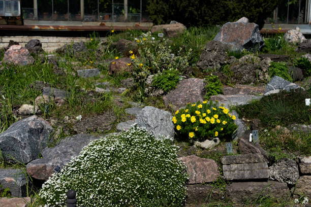 istock Landscape design from stones and plants 2154054836