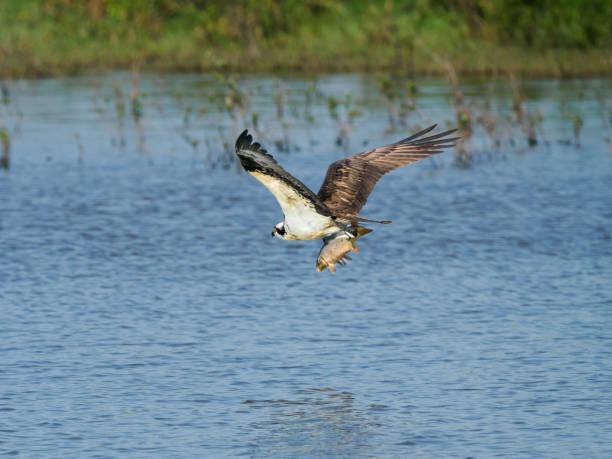istock Osprey with Carp Fish Flying Over Water 2154056600