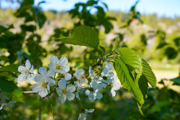 Close up of a flowering tree