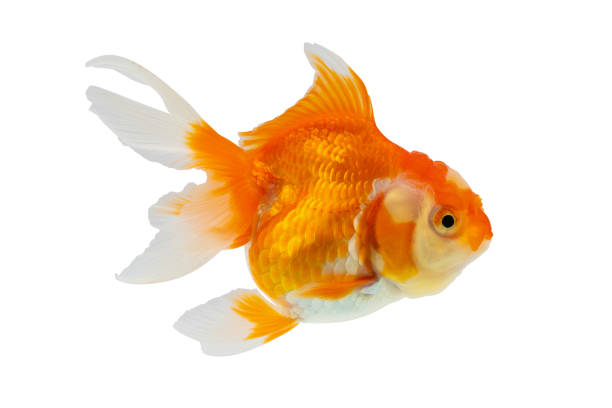Oranda goldfish isolated on white background close up