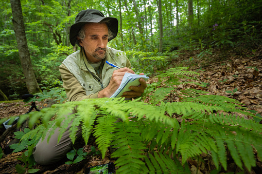 Ecologist Example Forest Ecology Fieldwork Ecologist Studies Forest Ecosystem Stock Photo ...