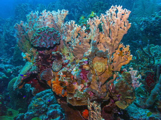 istock Caribbean coral garden, Bonaire 2154058719
