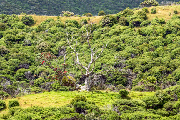 A solitary pine tree leans to the side atop a grassy hill, highlighted against a vibrant blue sky. The landscape, dotted with scattered trees and under a clear atmosphere, conveys tranquility.