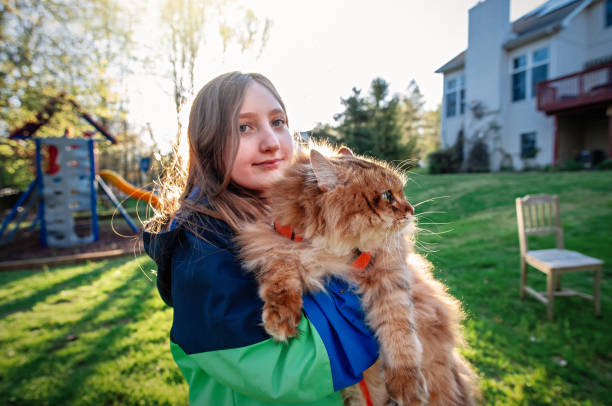 istock Sunlit Companions: A Girl and Her Siberian Cat 2154059765