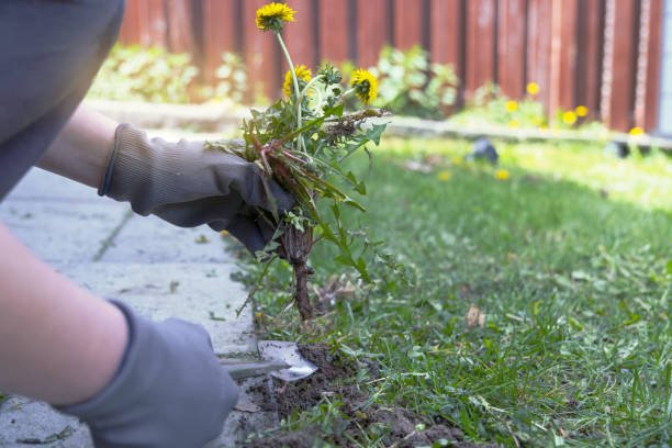 istock A person is digging up a plant in a garden 2154060122