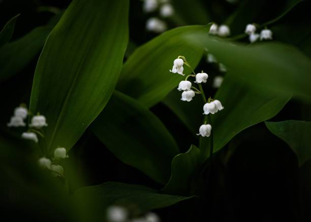 istock Lily of the valley 2154060207