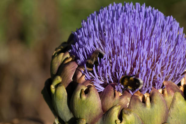 An edible bud in the thistle family and often considered a delicacy.
