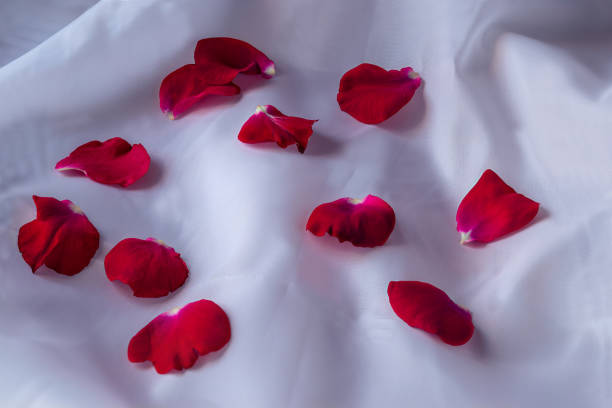 istock Bright red rose petals on background of white crumpled fabric. 2154061801