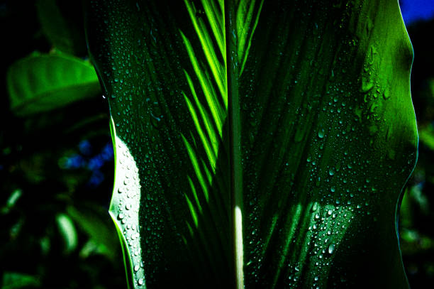 Close up of green leaf texture