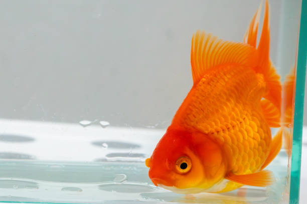 istock Oranda goldfish in aquarium fish tank close up 2154063946