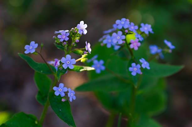 istock Forget me not (myosotis) growing in spring. Close up. 2154064095