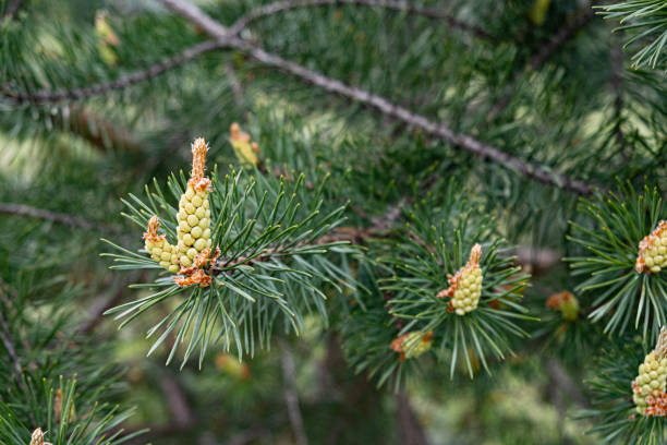 Scots pine (Pinus sylvestris) - Ripe pollen cones closeup.