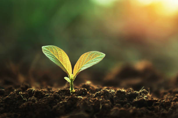 istock small plant is growing in the dirt 2154064287