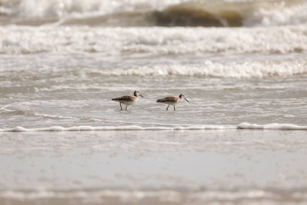 A pair of plovers walking through the ocean. Shot with a Canon 5D Mark IV.