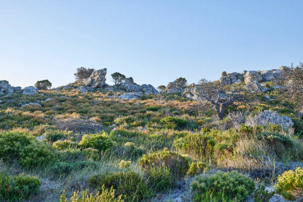 The wilderness of Cape Point National Park, Western Cape, South Africa