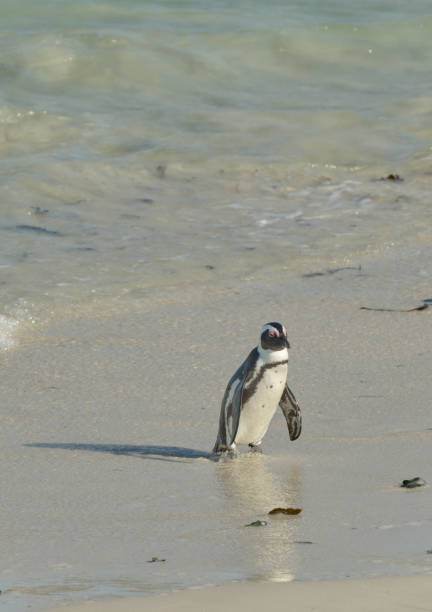 istock Black-footed penguin at Boulders Beach,  South Africa 2154065341