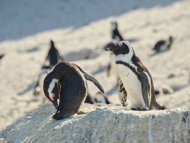 istock Black-footed penguin at Boulders Beach,  South Africa 2154065408