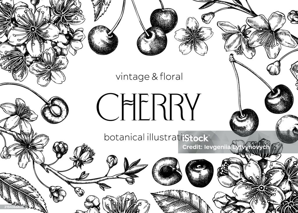 Sweet Cherry Fruit Design Template In Sketched Style Stock Illustration