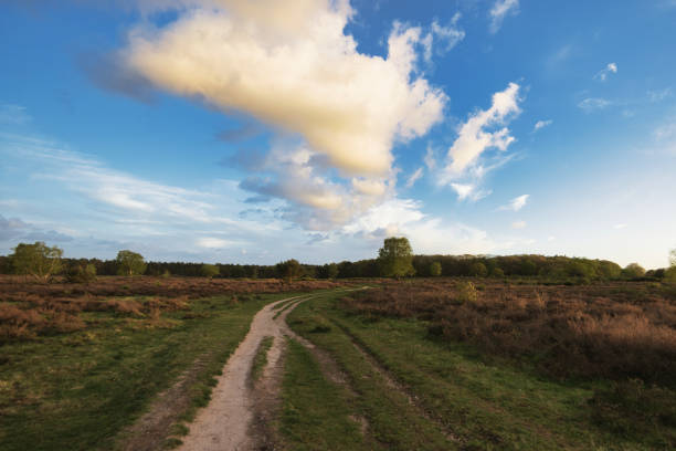 The setting sun creates beautiful shadow lines on a walking path on the Horneboegseheide in Hilversum