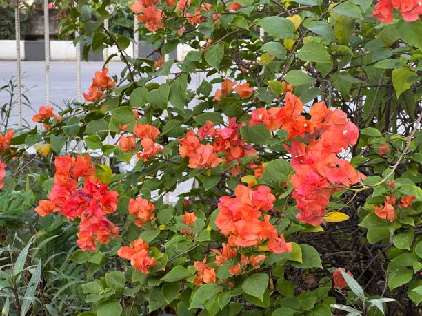 istock Flower - Bougenville 2154070477